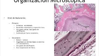 Histología Tejido Óseo [upl. by Sidnala]