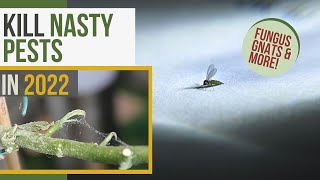 Identify and Kill TOP Indoor Plant Pests  EXPERT Guide [upl. by Eelirol217]