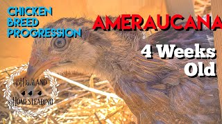 Ameraucana Chicken Breed Progression of Chick to Adult  4weeks old [upl. by Sean]