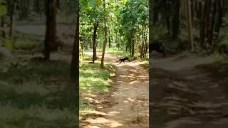 Black Panther in Sariska🌳Alwar [upl. by Colpin]