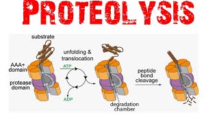 Proteolysis [upl. by Annelak]