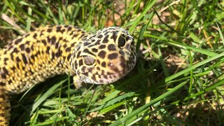 Leopard gecko in the “wild” [upl. by Adabelle]