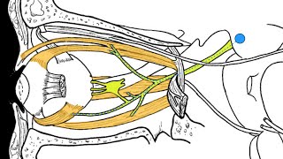 Cranial nerves III IV and VI [upl. by Hannazus]