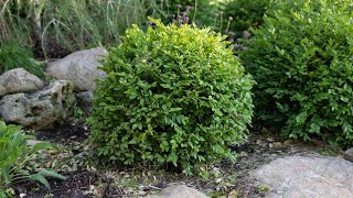 How to Trim and Shape Any Evergreen Shrub [upl. by Hume]