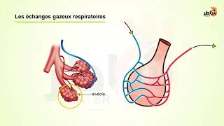 L’echange de gaz respiratoire [upl. by Deeyn534]