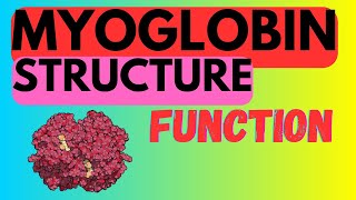 Myoglobin  Structure and Function [upl. by Jallier]