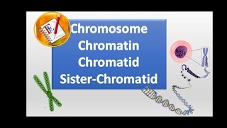 Chromosomes chromatin chromatid and sister chromatid [upl. by Adliw824]