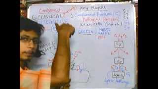 Complement system part 5 MBL pathway [upl. by Ydne]