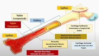 ANATOMÍA VETERINARIA SISTEMA OSEO CLASE 3 [upl. by Korwin]