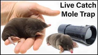 Live Trapping Moles  A Close Look At These FascinatingCreatures  Mousetrap Monday [upl. by Irap]