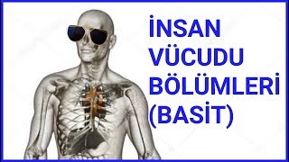 İNSAN VÜCUDU BÖLÜMLERİ  LATİNCE  EN SADE HALİ [upl. by Portwin]