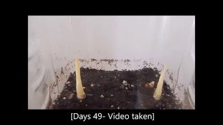 How to grow Curcuma Longa plants from their rhizomes 1 Days 062 [upl. by Xuerd]