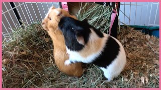 Guinea pig mating dance [upl. by Rriocard]