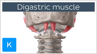 Digastric muscle  Origin Insertion Innervation amp Function  Anatomy  Kenhub [upl. by Noied]