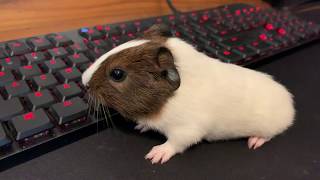 Very Excited Baby Guinea Pig Wheeking Loudly [upl. by Ronnie218]