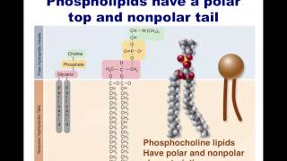 Human Anatomy and Physiology Macromolecules [upl. by Ayna]