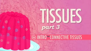 Tissues Part 3  Connective Tissues Crash Course Anatomy amp Physiology 4 [upl. by Eilatan]