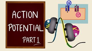 Action Potential  Part 1  Ionic Basics  Nerve Muscle Physiology [upl. by Cleasta19]