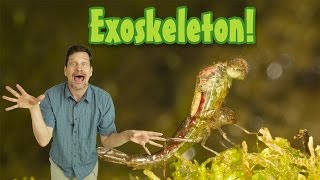 Whats an exoskeleton Kids animal science insect growth elementary science vocabulary [upl. by Isiad]