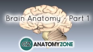 Basic Parts of the Brain  Part 1  3D Anatomy Tutorial [upl. by Seaton732]