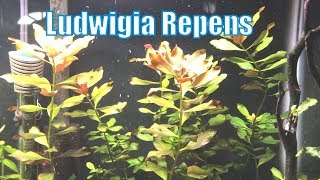 Ludwigia Repens  Beginner Plant [upl. by Nelak]