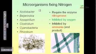 Nitrogen cycle [upl. by Trammel769]