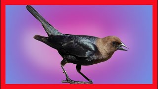 Brown Headed Cowbird Song Brown Headed Cowbird Call Bird Sound Chirp Melody  Molothrus Ater [upl. by Peder111]