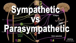 Autonomic Nervous System Sympathetic vs Parasympathetic Animation [upl. by Anyaj678]