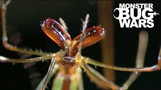 Portia Spider Vs Long Jawed Orb Weaver  MONSTER BUG WARS [upl. by Hsetim]