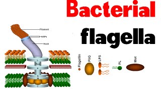 Bacterial flagella  structure and motility [upl. by Elaine792]