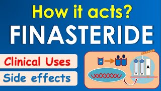 Finasteride  How it acts  Mechanism side effects amp uses [upl. by Priestley]