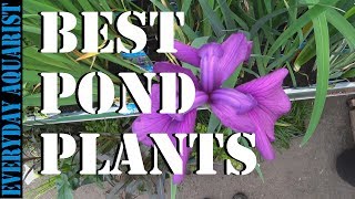 Best Pond Plants To Reduce Algae and Clear Green Water [upl. by Ranger]