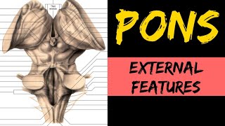 Pons Anatomy 13  External Features [upl. by Randie95]