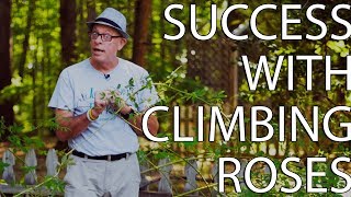 Success With Climbing Roses [upl. by Assylla]