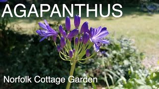 Agapanthus  How To Grow Agapanthus Plants [upl. by Juback]