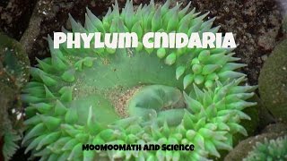 Phylum CnidariaCharacteristics and Examples [upl. by Easton]