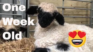 Swiss Valais blacknose sheep Gloria had a Lamb Holly cutest sheep [upl. by Nnylarat]