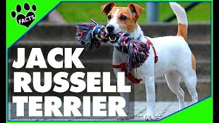 Top 10 Jack Russell Terrier Facts and Information  Dogs 101 [upl. by Nosde]