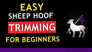 Sheep Hoof Trimming For Beginners [upl. by Nah]