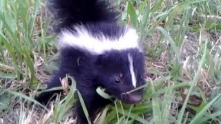 Baby Skunk Friend ORIGINAL [upl. by Hassadah]