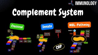 Complement System Pathways Classical Alternative MBL  QUIZ  Immunology [upl. by Igal]