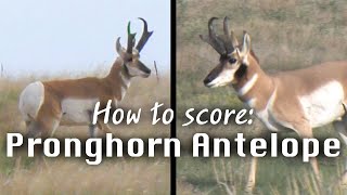 How to Judge Antelope in the Field  Mike Eastmans Trophy Hunting Tips [upl. by Lothar680]