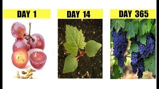 How To Grow Grape Vines from Seeds Step by Step [upl. by Anitra]