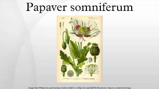 Papaver somniferum [upl. by Lister632]