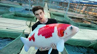 LARGEST KOI FISH FARM in SINGAPORE  Private Tour [upl. by Brenner862]