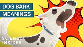 What Different Dog Barks Mean [upl. by Ramas]