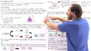 Classical Pathway of Complement System [upl. by Stacy]