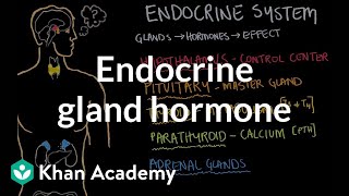 Endocrine gland hormone review  Endocrine system physiology  NCLEXRN  Khan Academy [upl. by Legnalos]