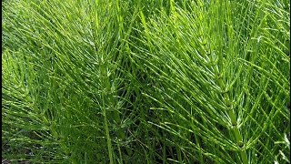 Horsetail Medicine [upl. by Akinom842]