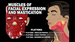 MUSCLES OF FACIAL EXPRESSION AND MASTICATION [upl. by Mulcahy503]